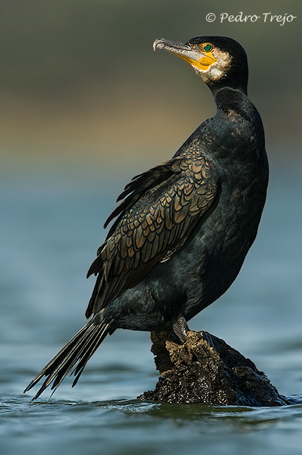 Cormoran grande (Phalacrocorax carbo)